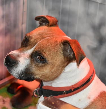 Esemplare femmina adulta di Staffy Bianco e fulvo