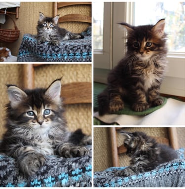 a maine coon kitten polydactylcat
