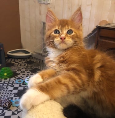 a cat kitten maine coon is sitting on a cat bed