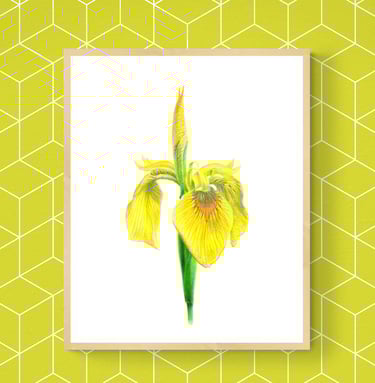 Yellow Iris print framed