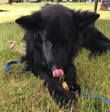 a black dog laying on the grass with its tongue sticking out
