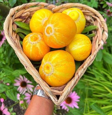 These often-overlooked round yellow cucumbers are juicy and sweet, easy to grow and produce a prolific summer crop.