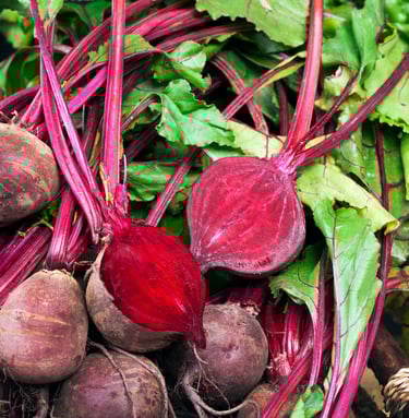 Fresh Boltardy beetroot with dark red, round roots and vibrant green leaves