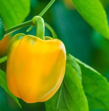 Yellow Bell Pepper, Very productive plants producing typical 'blocky', thick walled fruits with delicious sweetness.