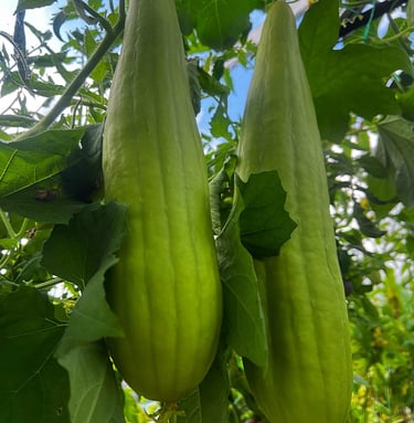 Luffa gourd seeds are highly sought after for their numerous benefits and versatile uses. 