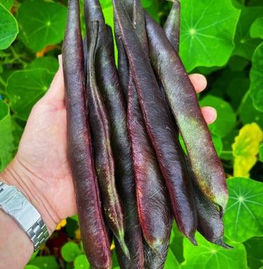 Heirloom Runner Bean Black Knight