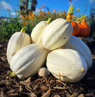 Mashed Potato Squash a prolific and seriously tasty variety, with smooth, buttery flesh.