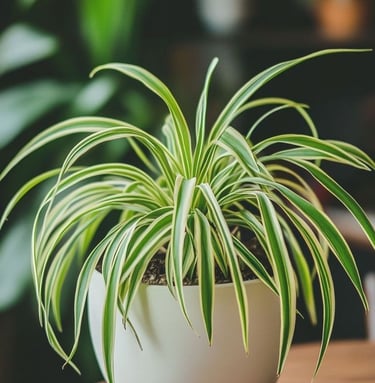 Spider Plant