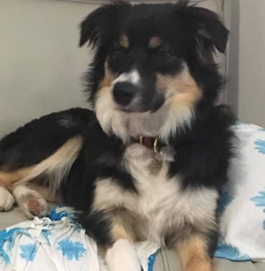 tri black border collie puppies 