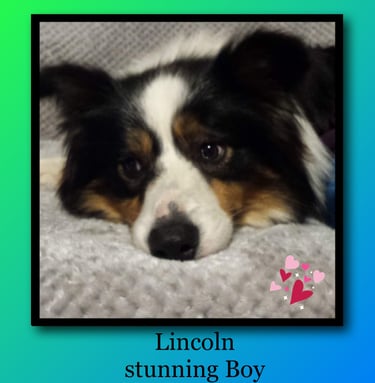 tri black stud dog  border collie