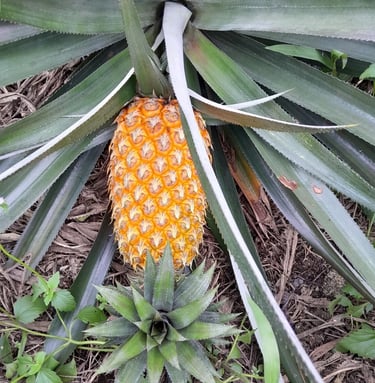 Nanas Matang siap panen, rasanya manis dan segar