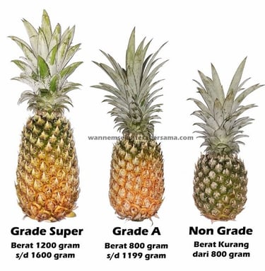 bobot berat nanas berdasarkan gradenya