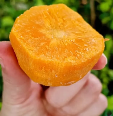 Fruto de amores y odios el Chontaduro