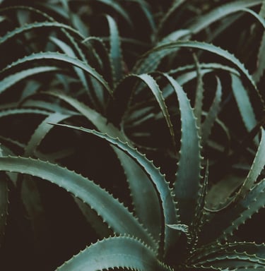 Aloe plant care guide