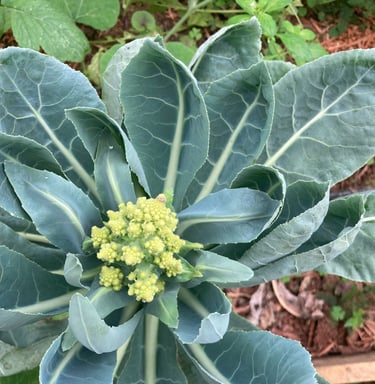 jardines comestibles