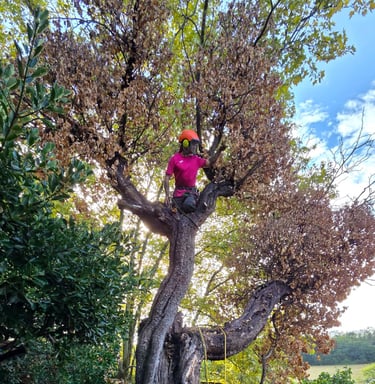 Arbre