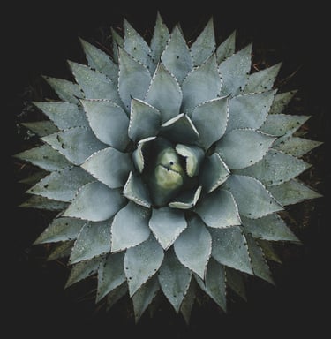 Agave plant care guide