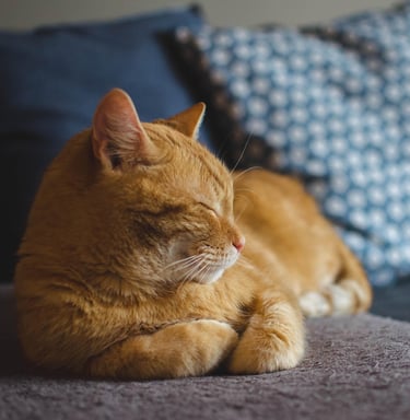 Red tabby cat curled up contentedly on blue couch
