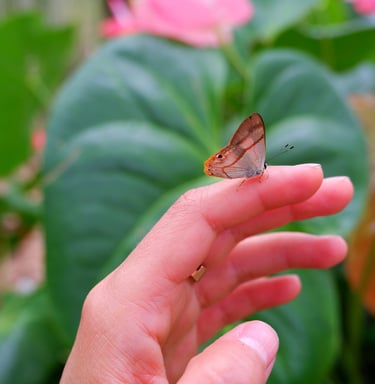 jardines con propósito en Cali, Popayán,. Bogotá y Pasto