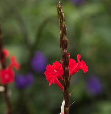 venta de plantas en Cali y Popayán