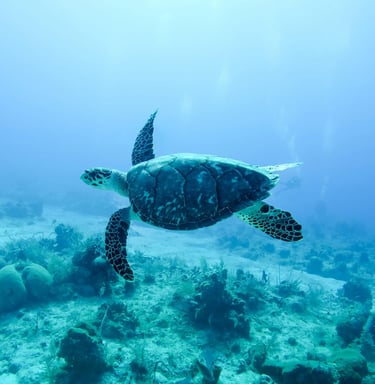 Tortue marine symbolisant l’harmonie, le respect de la nature et l’engagement écologique d’UP2MEL