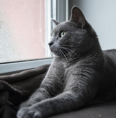 Gray cat with green eyes looking out of a window.