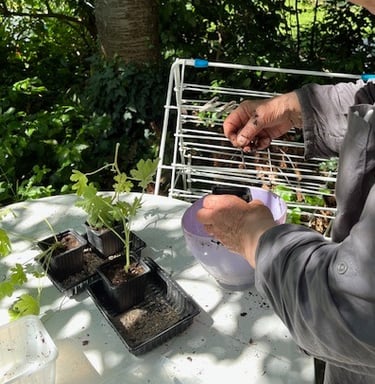 Bouturage d'une plante