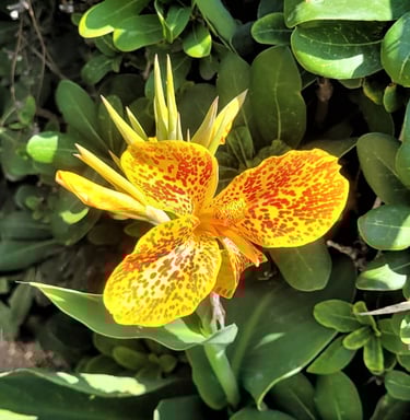 one yellow-red Canna Lily in full sun