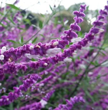 venta de plantas medicinales y aromaticas