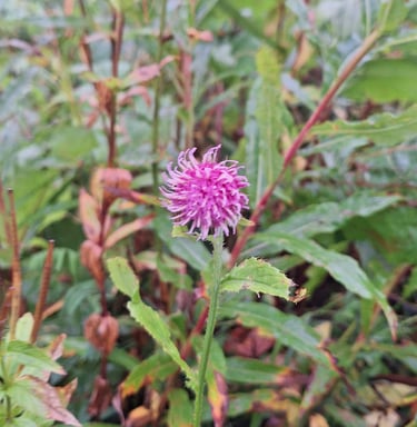 one small and pink Alpine Tistle around other plants