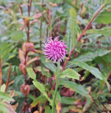 one pink Alpine Tistle