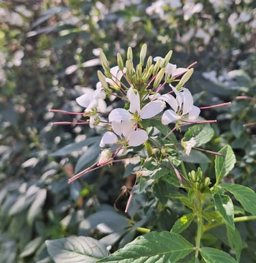 white African Cabbage flowers
