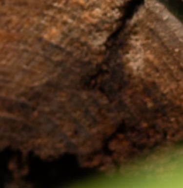 A spider visits the bespoke bench with log stack beneath