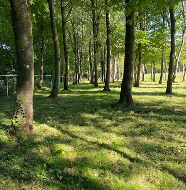 Balade dans le bois du domaine de l'Olympe