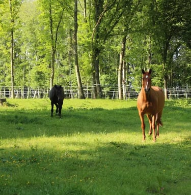 Pature des chevaux