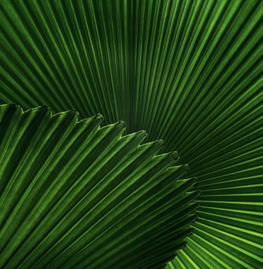 planta verde 