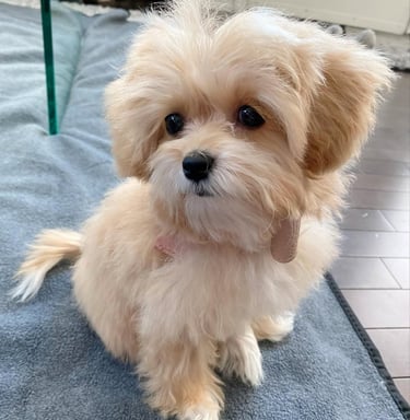 Maltipoo puppies for sale