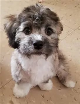 5-month-old-maltipoo-puppy (272 x 350)-min-272x350-1920w (1)