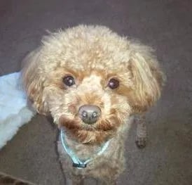 cafe-au-late-maltipoo-dog