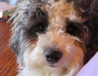 maltipoo for sale