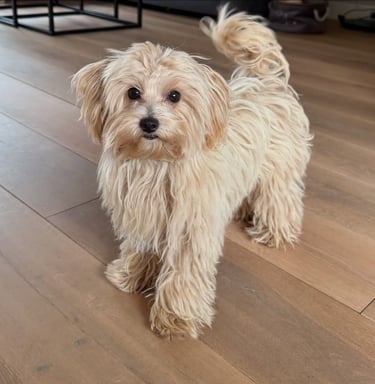 maltipoo-allergies