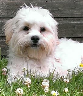 maltipoo-summer-pic+(272+x+312)-min-1920w (2)