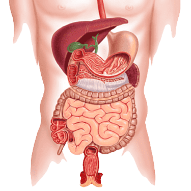 Imagen del Sistema Digestivo sin fon utilizado en el sitio web de la Dra. Arlenis Guzmán para ilustrar gastroenterología
