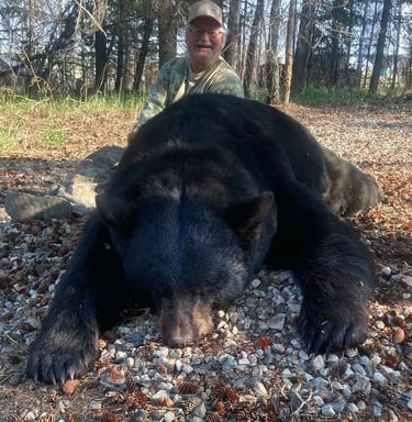 Saskatchewan black bear hunts - Giant black bear