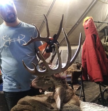 Saskatchewan whitetail hunts - big whitetail buck on the caping table