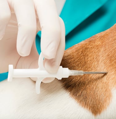 Implantação de Microchip em cachorro e microchip em gato