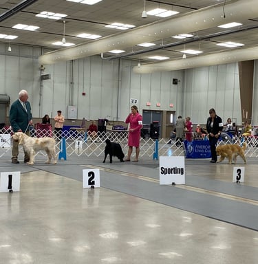 Sporting Group, Conformation, Platte Valley Kennel Club, Christensen Field Fremont Nebraska