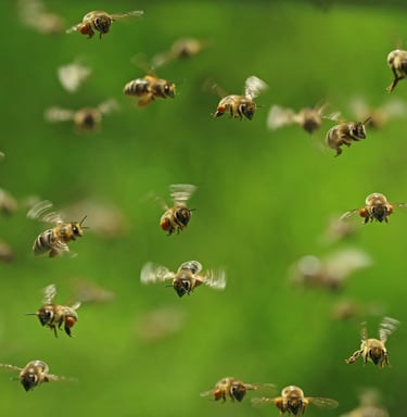 honey bees in flight some carrying pollen