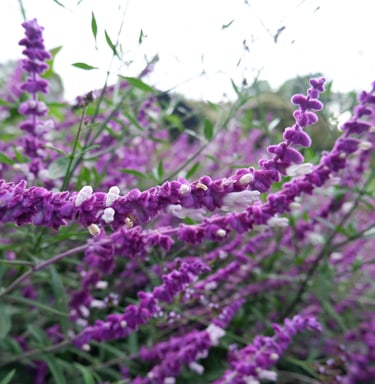 jardines sensoriales
