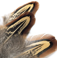 a close up of a natural feather